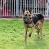 Petunia - dringend Zuhause gesucht