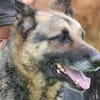Petunia - dringend Zuhause gesucht