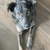 Larsson, geb. ca. 12/2018, 74229 Oedheim