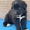 Welpe Fridolin sucht seine Familie