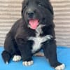 Welpe Fridolin sucht seine Familie