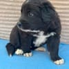 Welpe Fridolin sucht seine Familie