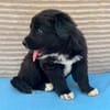 Welpe Fridolin sucht seine Familie