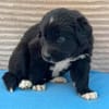 Welpe Fridolin sucht seine Familie
