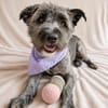 Cody -Sensibler Rüde sucht einfühlsames Zuhause