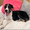 Bonnie sucht ihre Menschen