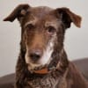 BENKO sucht kuscheliges Zuhause