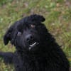 COBY  Neugieriger Junghund sucht aktive Menschen
