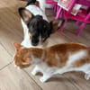 Katzenfreundlicher Welpe Krümel sucht ein aktives Zuhause