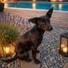 🐾 Ria sucht ihre Menschen