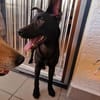 🐾 Ria sucht ihre Menschen