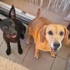 🐾 Ria sucht ihre Menschen