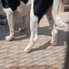 Lazarus sucht humpelnd sein Glück