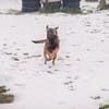 TASHA  Fröhliche junge Hündin sucht ihr Zuhause