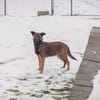 TASHA  Fröhliche junge Hündin sucht ihr Zuhause