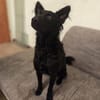 🐾❤ Blacky sucht ihre Menschen! ❤🐾