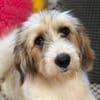 Welpe Rike sucht ihre Familie