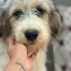 Welpe Rike sucht ihre Familie