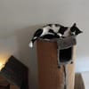 Soul ~ 1 Jahr such sein für immer zuhause