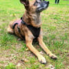NISHA sucht ihre eigene aktive Familie