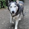 Husky MAXwartet schon in 56626 Andernach
