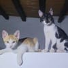 Missy und Molly suchen zu zweit