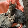 Dina u. Daisy suchen ein liebevolles Zuhause