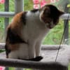 Nena, Vermittlung wirklich dringend