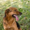 AKASCHA  Herzenshund sucht endlich sein Zuhause