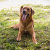 AKASCHA  Herzenshund sucht endlich sein Zuhause