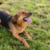 AKASCHA  Herzenshund sucht endlich sein Zuhause