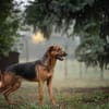 AKASCHA  Herzenshund sucht endlich sein Zuhause