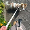 kleine Zaubermaus Foxy sucht ihr Glück