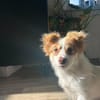 kleine Zaubermaus Foxy sucht ihr Glück