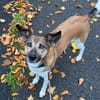 Vega sucht ein liebevolles Zuhause