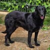 KARAM sucht Familienanschluss