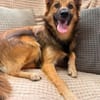 Harzerfuchsmix Benji sucht seine Menschen
