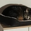 Sid sucht sein liebevolles Für-Immer-Zuhause