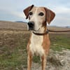 Mama Marta 6-7 Jahre sucht ihr Körbchen