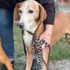 Mama Marta 6-7 Jahre sucht ihr Körbchen