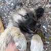 Trixi - Tolle, liebe Junghündin sucht Familie