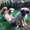 Trixi - Tolle, liebe Junghündin sucht Familie