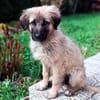Trixi - Tolle, liebe Junghündin sucht Familie