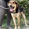 Nemo (Norvard) Freundlicher Herzenshund