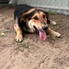 Nemo (Norvard) Freundlicher Herzenshund