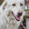 Bella  eine sanfte Hündin sucht ihr Zuhause
