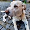 ZUHAUSE GESUCHT FÜR LAYLA