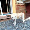 ZUHAUSE GESUCHT FÜR LAYLA