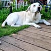 ZUHAUSE GESUCHT FÜR LAYLA