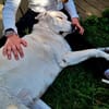 ZUHAUSE GESUCHT FÜR LAYLA
